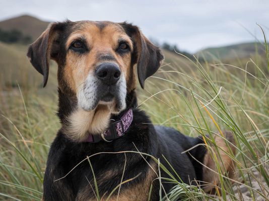 Working dogs need quality food